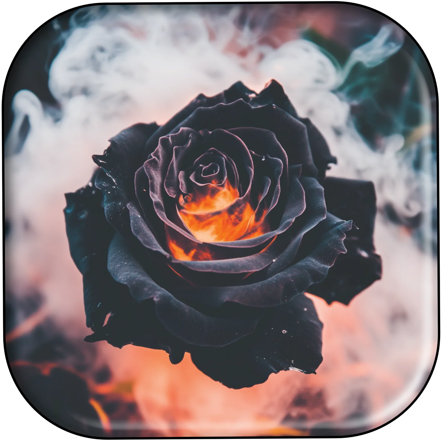 241204 - Fire Rose