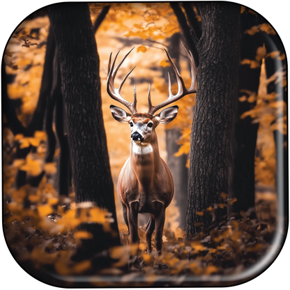 241207 - Buck In Forest